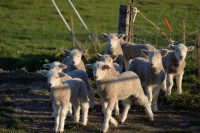 /album/%e3%83%95%e3%82%a9%e3%83%88%e3%82%ae%e3%83%a3%e3%83%a9%e3%83%aa%e3%83%bc/a1809nz-021-jpg/