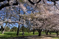 /album/%e3%83%95%e3%82%a9%e3%83%88%e3%82%ae%e3%83%a3%e3%83%a9%e3%83%aa%e3%83%bc/a1809nz-040-1-jpg/