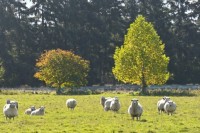 /album/%e3%83%95%e3%82%a9%e3%83%88%e3%82%ae%e3%83%a3%e3%83%a9%e3%83%aa%e3%83%bc/%e7%a7%8b%e8%89%b2%e3%81%ae%e7%be%8a-jpg1/